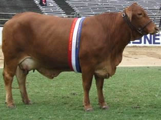 Bryvonlea Princess Mary